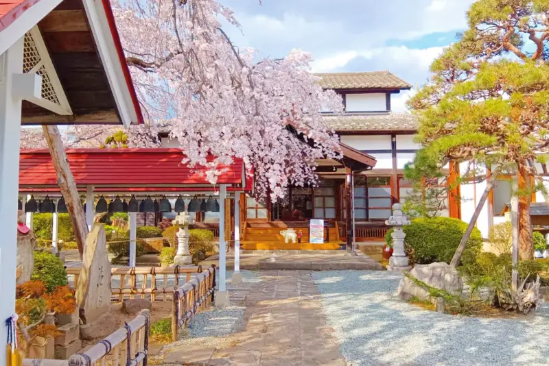 洞林寺本堂と桜の風景