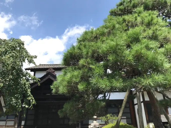 仙台新寺の洞林寺 本堂と松の風景