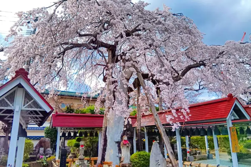 桜など四季を感じる境内のイメージ